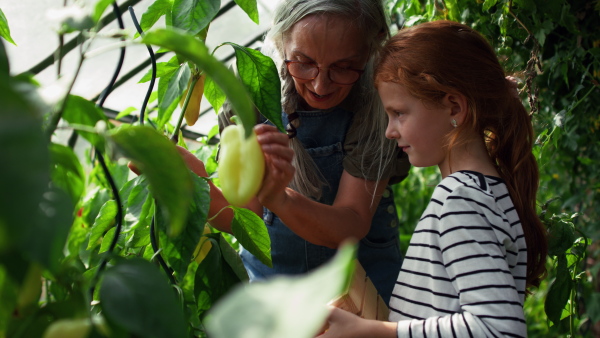 A grandmother with granddaughter picking peppers in garden together.