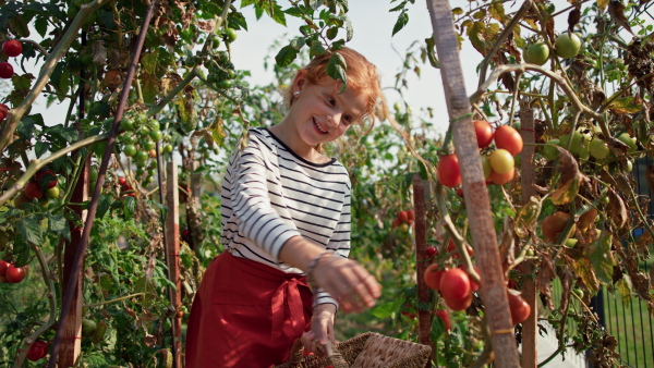 A little girl picking tomatoes in summer in garden.