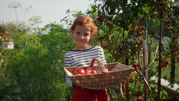 A little girl picking tomatoes in summer in garden.