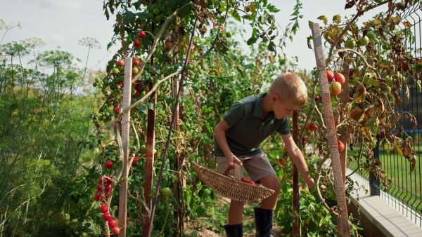 A little boy picking tomatoes in summer in garden.