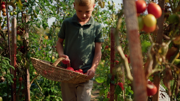 A little boy picking tomatoes in summer in garden.