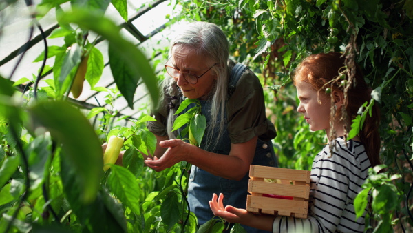 A grandmother with granddaughter picking peppers in garden together.