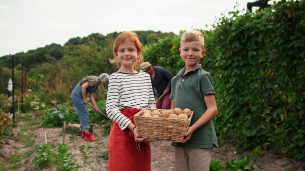 Grandparents working and grandchildren holding basket with potatoes in garden and looking at a camera.