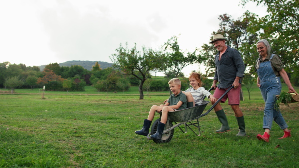 Grandchildren having fun when sitting in wheelbarrow and grandparents are pushing them in a countryside.