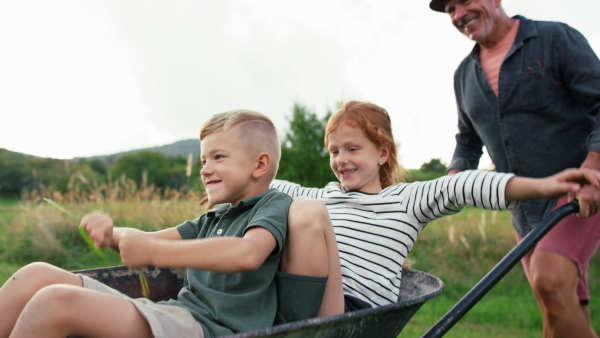 Grandchildren having fun when sitting in wheelbarrow and a grandfather is pushing them in countryside.