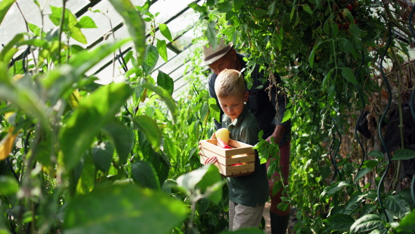 A grandfather with grandson picking peppers in garden together.