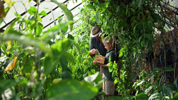 A grandfather with grandson picking peppers in garden together.