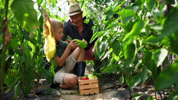 A grandfather with grandson picking peppers in garden together.