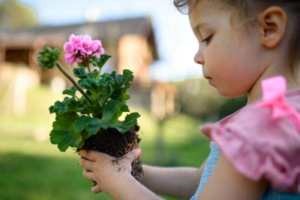 Side view of small toddler girl standing in garden outdoors in summer, holding flowering plant.