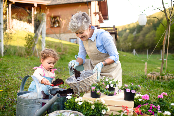 Happy senior grandmother with small granddaughter gardening outdoors in summer, planting flowers.