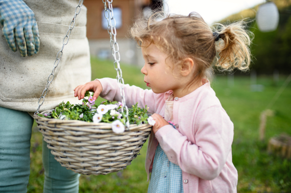 An unrecognizable grandmother with small granddaughter gardening outdoors in summer.