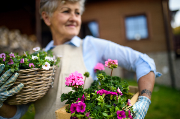 Portrait of senior woman gardening in summer, holding flowering plants.