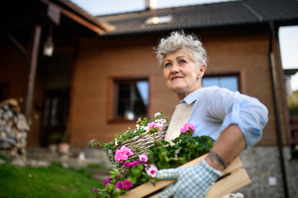 Portrait of senior woman gardening in summer, carrying flowering plants.