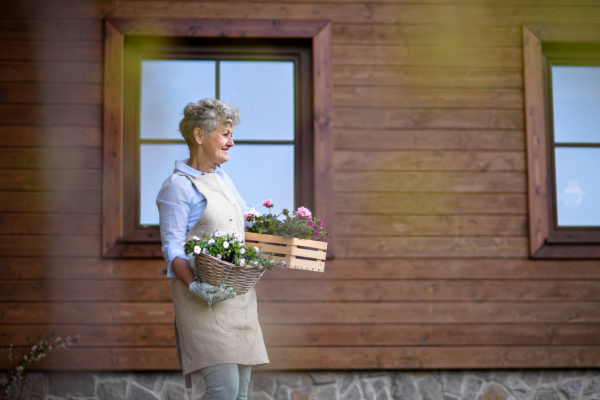 Portrait of senior woman gardening in summer, carrying flowering plants.