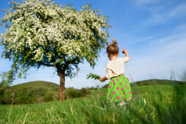 Rear view of small toddler girl walking on meadow outdoors in summer. Copy space.