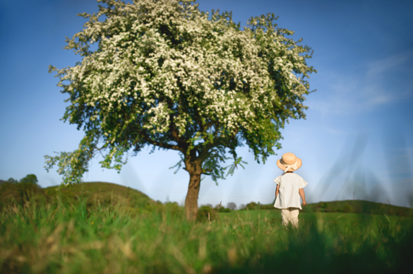 Rear view of small toddler girl walking on meadow outdoors in summer. Copy space.