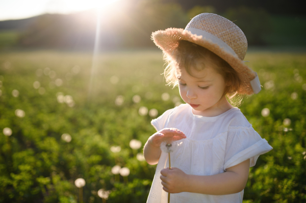 Portrait of small toddler girl standing on meadow outdoors in summer. Copy space.