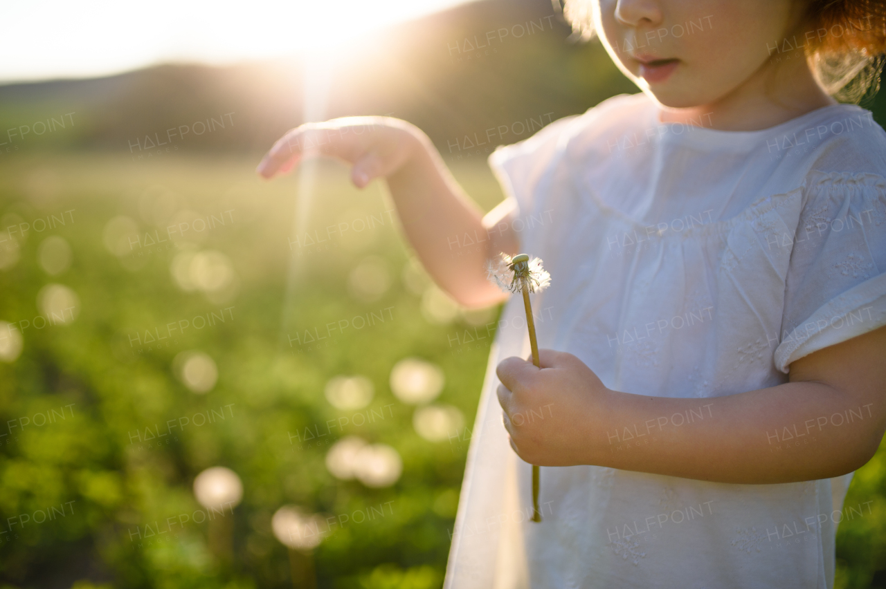 Midsection of small toddler girl standing on meadow outdoors in summer. Copy space.