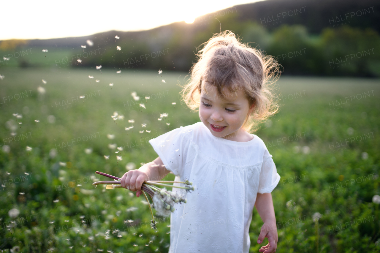 Portrait of small toddler girl standing on meadow outdoors in summer. Copy space.