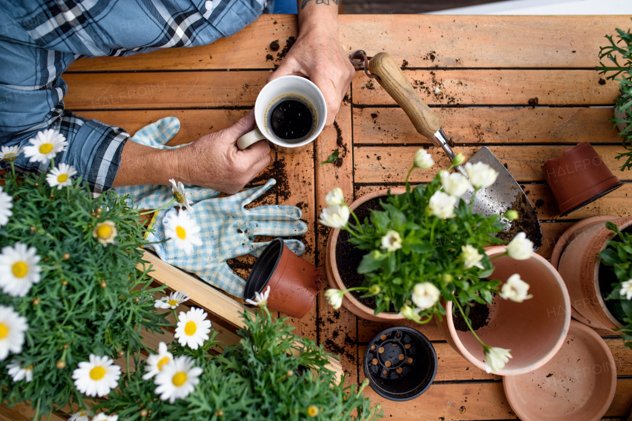 Top view of unrecognizable woman gardening on balcony in summer, drinking coffee.