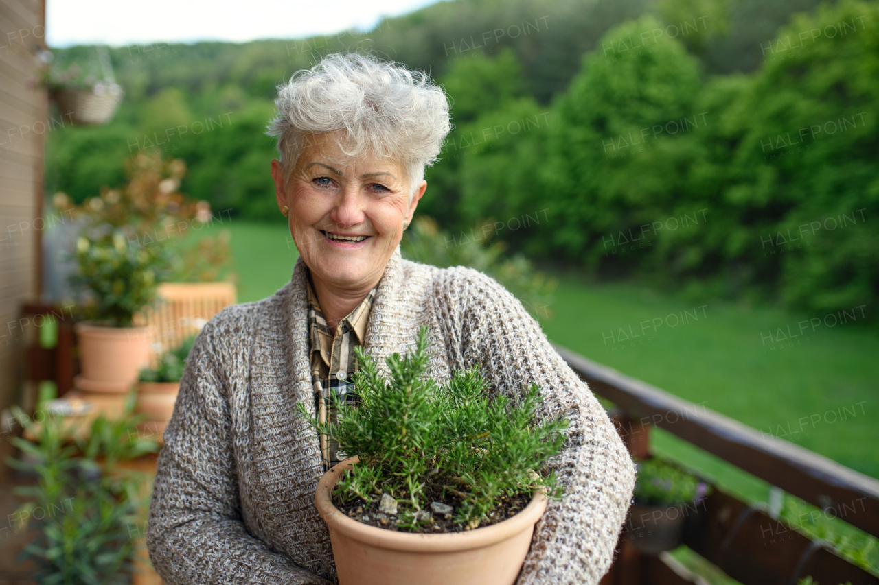 Front view of senior woman gardening in summer, holding potted herb plant.