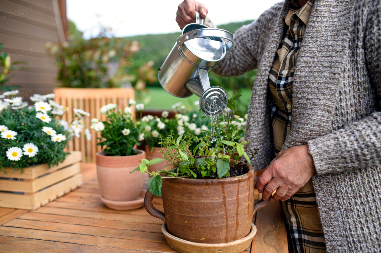 Midsection of unrecognizable senior woman gardening on balcony in summer, watering plants.