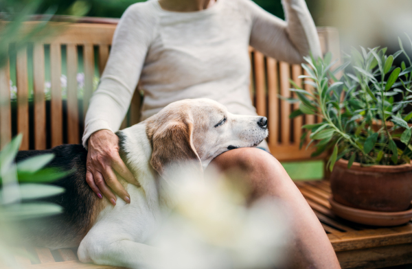 An unrecognizable senior woman with a dog sitting outdoors on a terrace in summer.