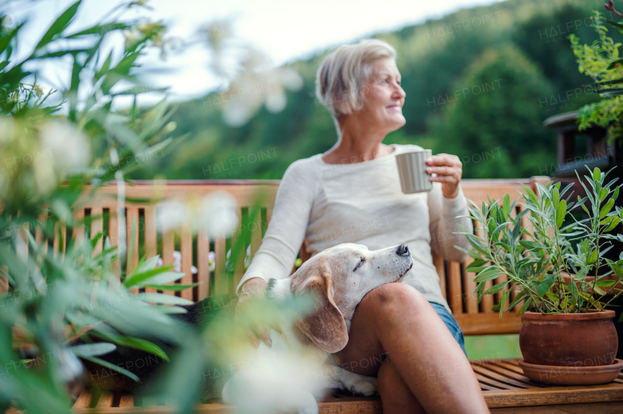 A senior woman with a dog and coffee sitting outdoors on a terrace on sunny day in summer.