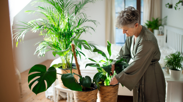 Portrait of happy senior woman looking after potted plants at home.