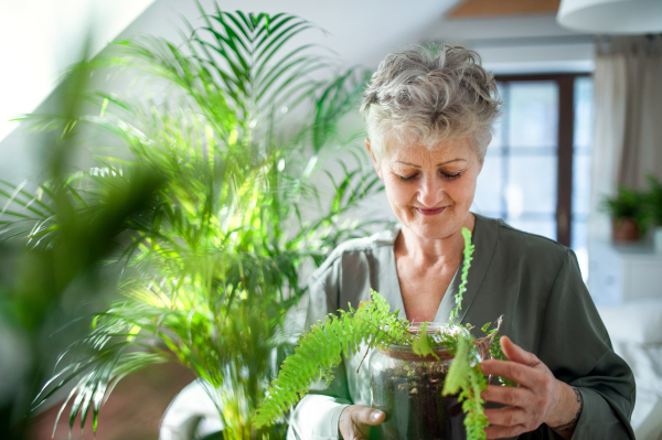 Portrait of happy senior woman looking after potted plants at home.