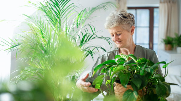 Portrait of happy senior woman looking after potted plants at home.