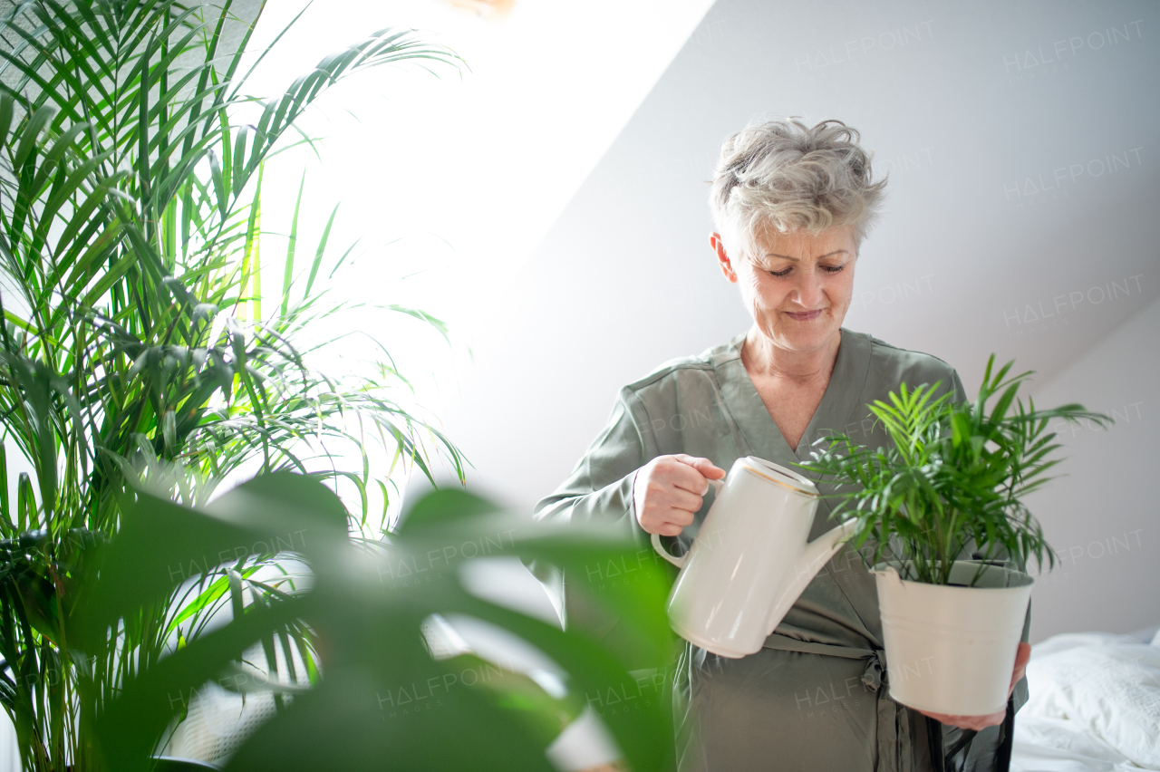 Portrait of happy senior woman watering potted plants at home.