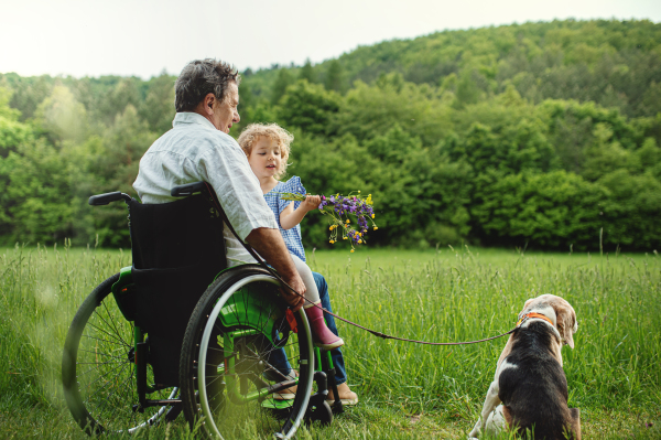 Small girl with senior grandfather in wheelchair and dog on a walk on meadow in nature, pushing.