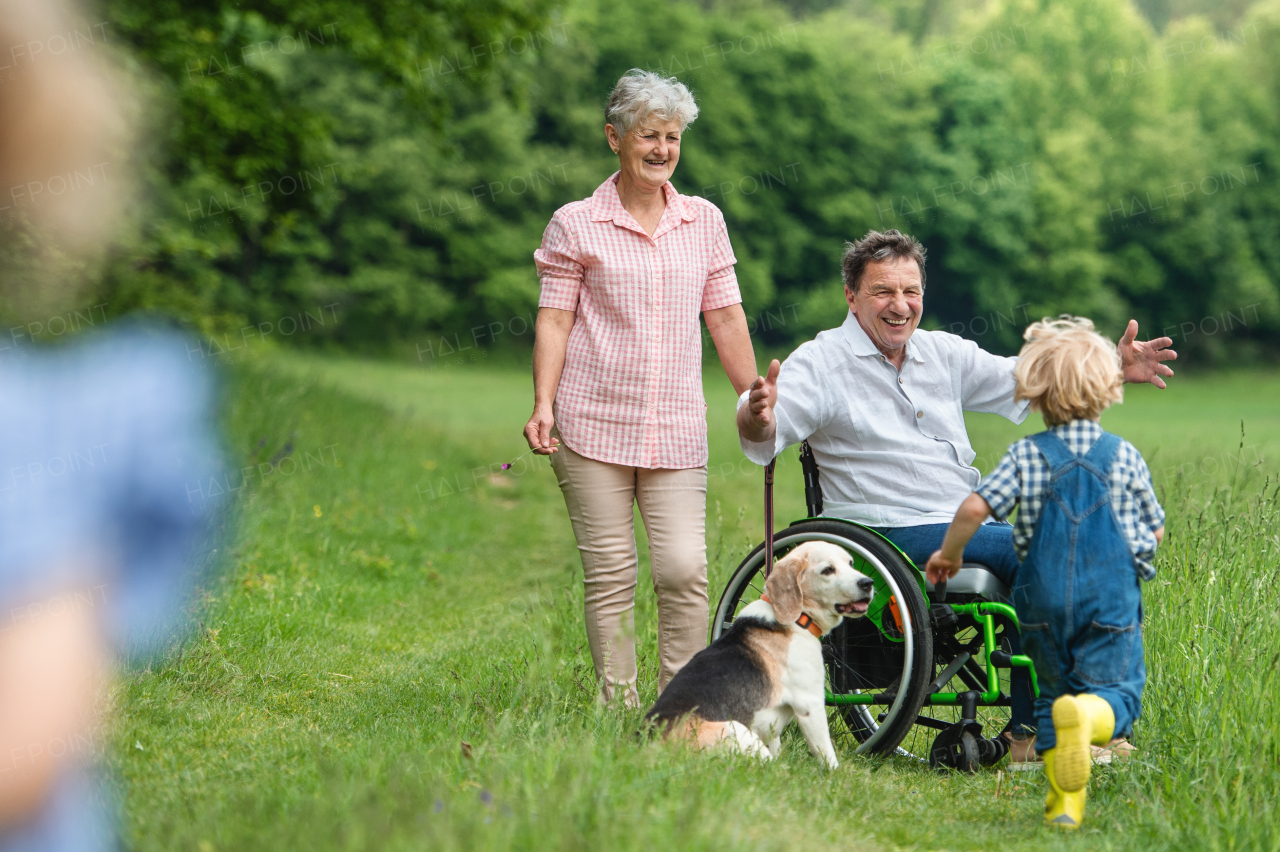 Small children with senior grandparents in wheelchair and dog on a walk on meadow in nature.