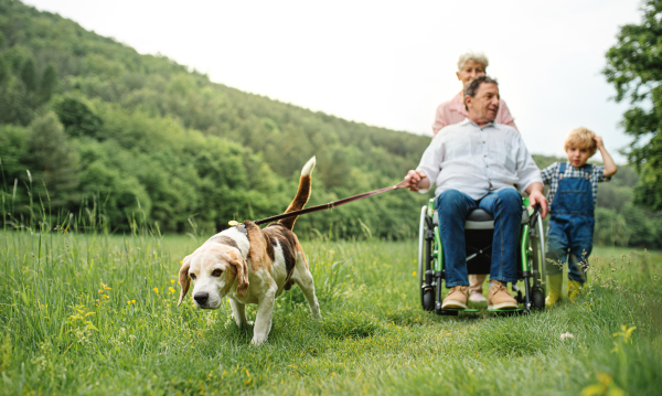 Small children with senior grandparents in wheelchair and dog on a walk on meadow in nature.