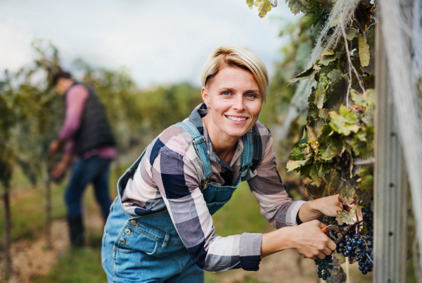 Portrait of woman worker collecting grapes in vineyard in autumn, harvest concept.