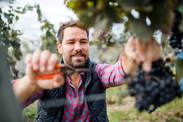 Portrait of man worker collecting grapes in vineyard in autumn, harvest concept.