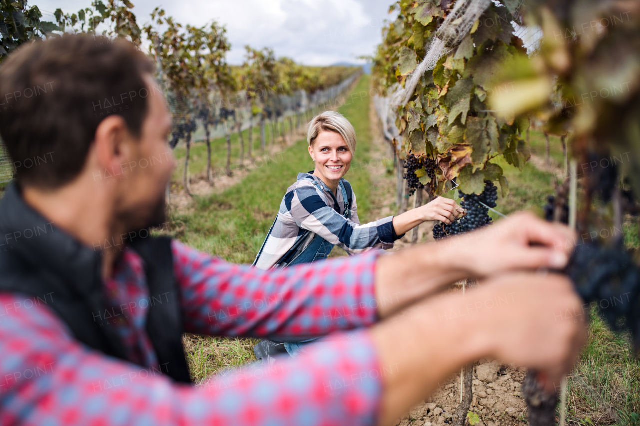 Portrait of man and woman collecting grapes in vineyard in autumn, harvest concept.