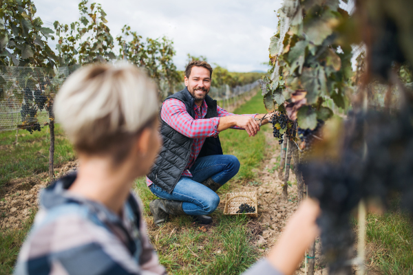 Portrait of man and woman collecting grapes in vineyard in autumn, harvest concept.