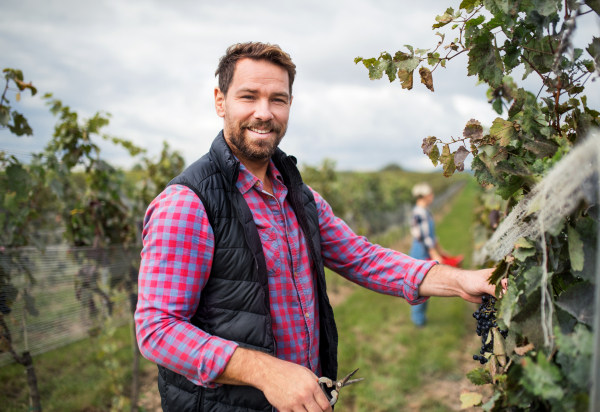 Portrait of man worker collecting grapes in vineyard in autumn, harvest concept.