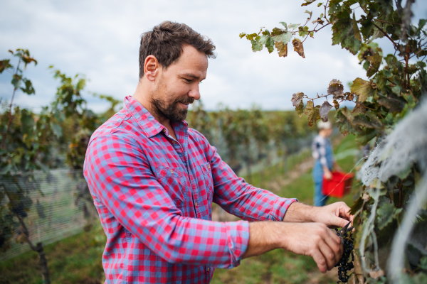 Portrait of man worker collecting grapes in vineyard in autumn, harvest concept.