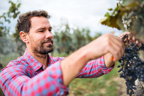 Portrait of man worker collecting grapes in vineyard in autumn, harvest concept.