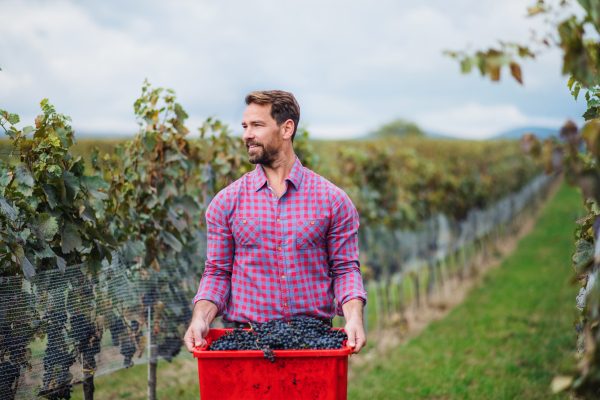 Portrait of man worker carrying box of grapes in vineyard in autumn, harvest concept.