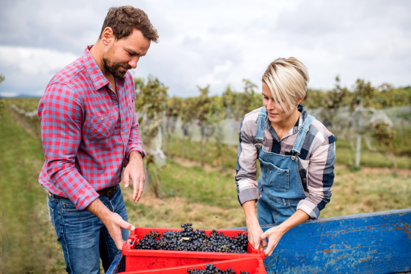 Portrait of man and woman collecting grapes in vineyard in autumn, harvest concept.