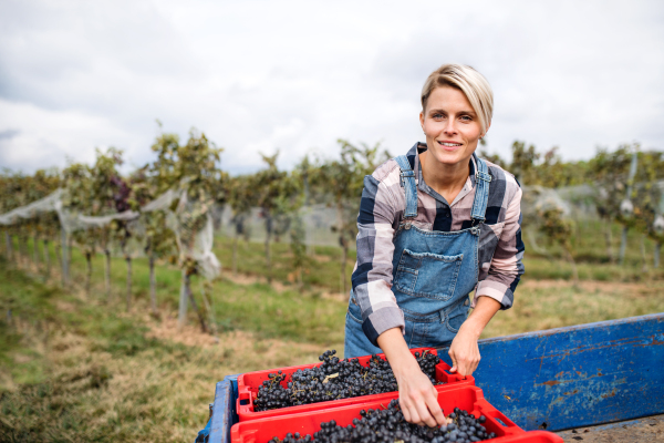 Portrait of woman collecting grapes in vineyard in autumn, harvest concept.