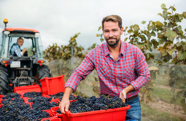 Portrait of man and woman collecting grapes in vineyard in autumn, harvest concept.