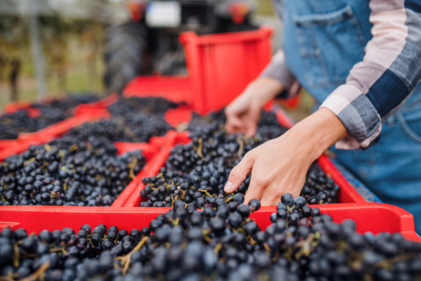 Midsection of unrecognizable woman collecting grapes in vineyard in autumn, harvest concept.