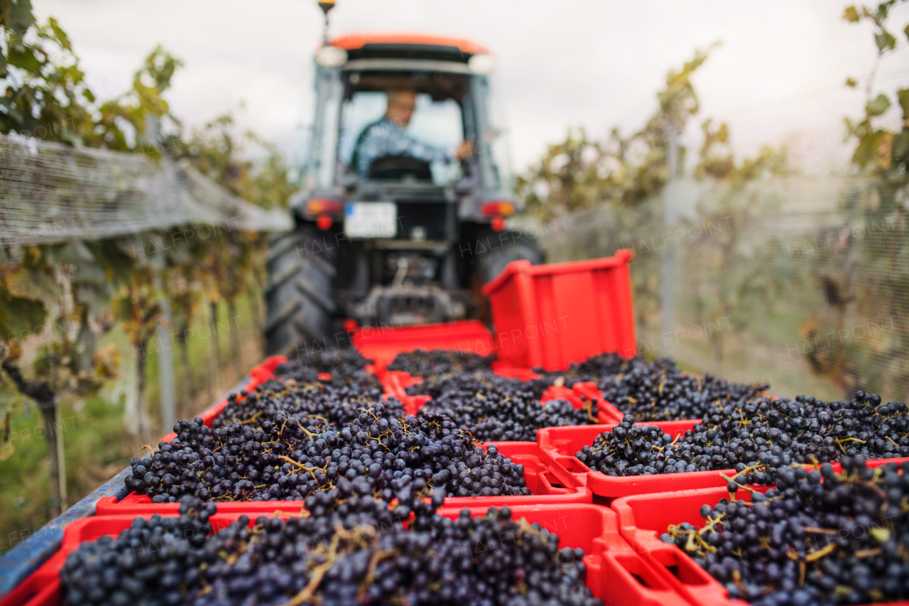 Grape harvest, vineyards and tractor with a farmer full of harvested grapes.