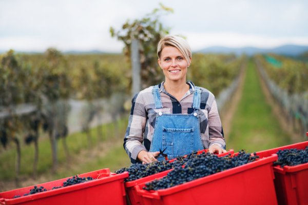 Portrait of woman collecting grapes in vineyard in autumn, harvest concept.