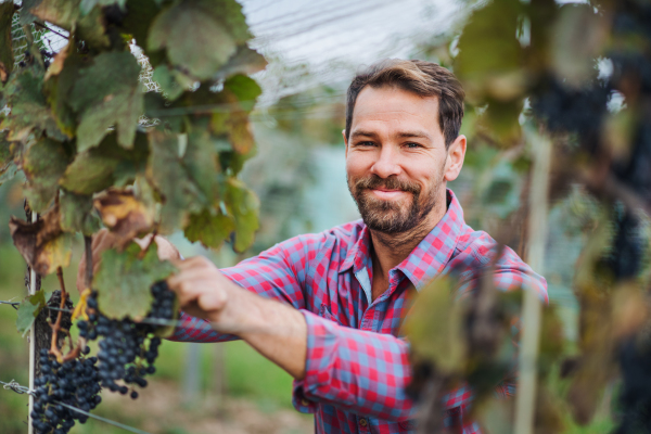 Portrait of man worker collecting grapes in vineyard in autumn, harvest concept.